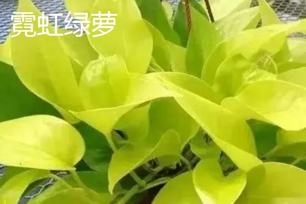 绿萝的花语是什么，寓意坚韧坚强、善良本心等