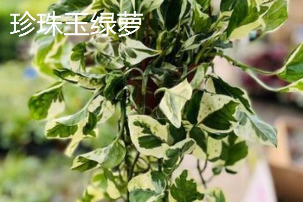 绿萝的花语是什么，寓意坚韧坚强、善良本心等