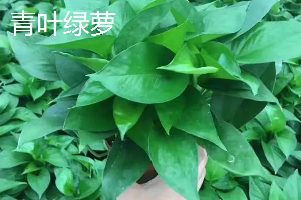 绿萝的花语是什么，寓意坚韧坚强、善良本心等