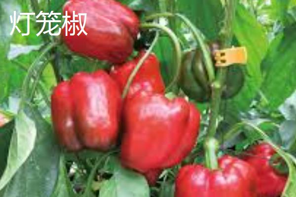 灯笼椒和小米椒的区别，外观、口感均不同