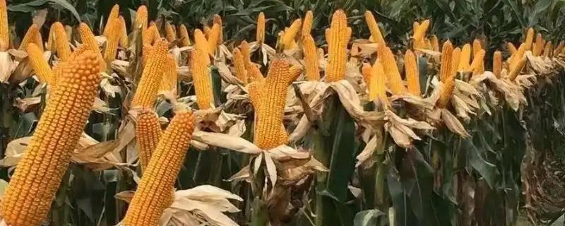 花糯116玉米品种的特性，密度3500株/亩