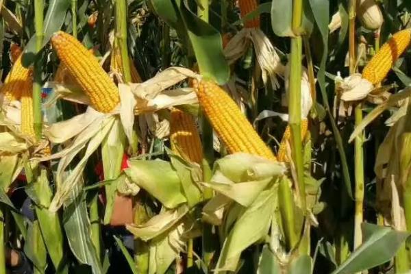 GD2258玉米种子介绍，适宜播种期4月下旬～5月上旬