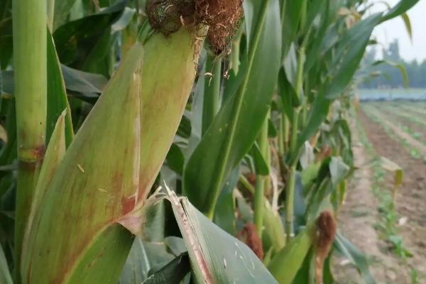 M2203玉米种子特征特性,密度5500~6000株/亩