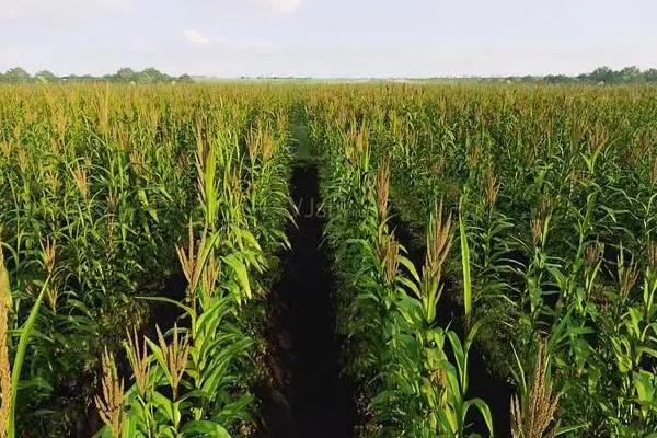 M2206玉米种子特征特性，适宜播种期4月下旬～5月上旬