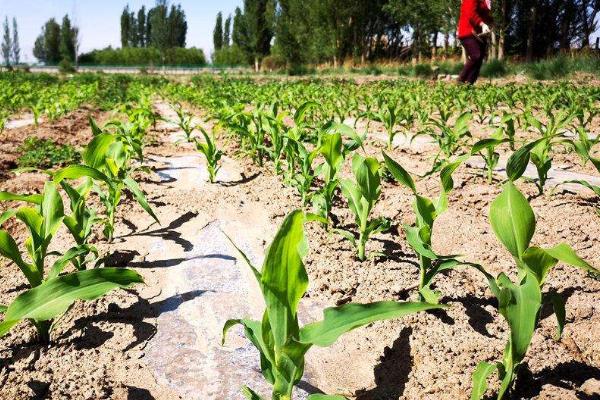 自新1576玉米种子简介，出苗至成熟119.4天