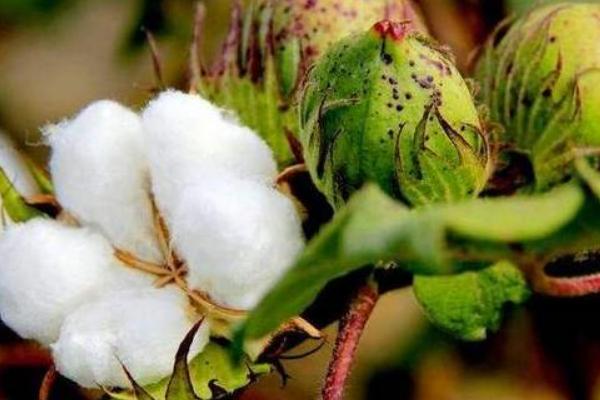 蒙棉6号棉花种子特征特性