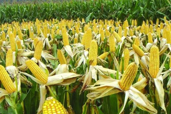 润农5500玉米种子特点，高抗茎腐病