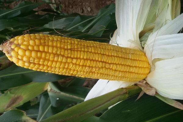 T3913K玉米种子特征特性，密度4000株/亩左右