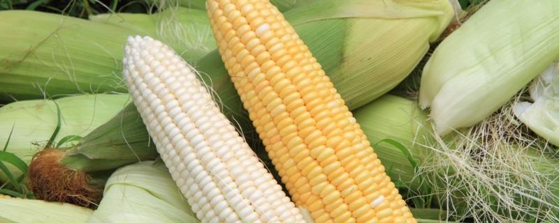 T3289K玉米种子简介，高抗茎腐病