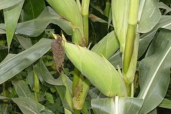 丹农玉717玉米种子简介，中抗茎腐病