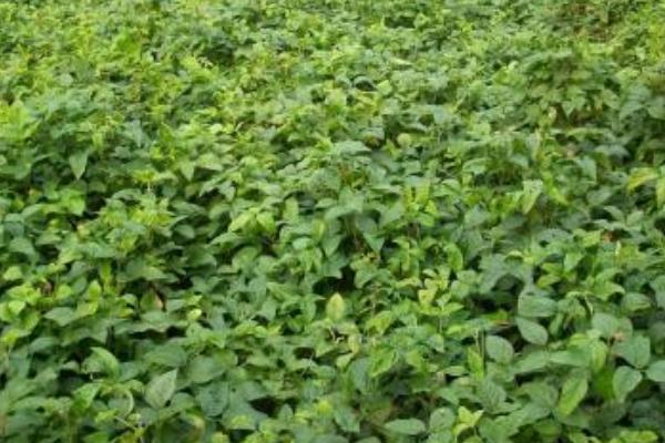 辽鲜豆33大豆种子简介，注意防治病虫草害