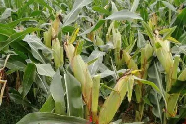 雷奥21620玉米品种简介，密度3500株/亩左右