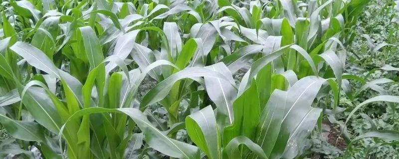瑞垠701玉米种子简介，注意防治灰斑病