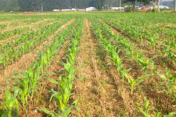 雷奥21620玉米品种简介，密度3500株/亩左右