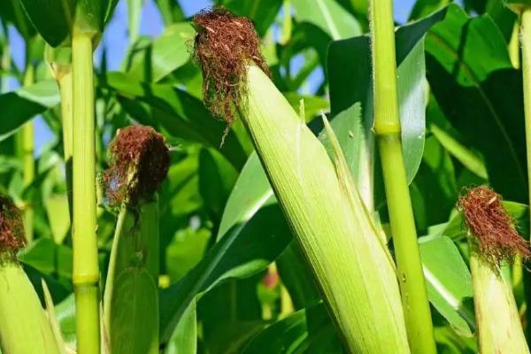 T3913K玉米种子特征特性，密度4000株/亩左右