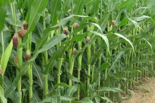 T3289K玉米种子简介，高抗茎腐病