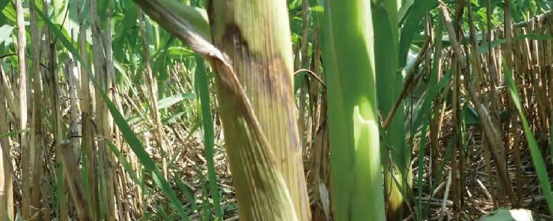 T3913K玉米种子特征特性，密度4000株/亩左右