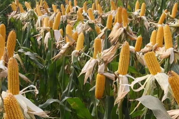 Z9316玉米种子特征特性，出苗至成熟126天