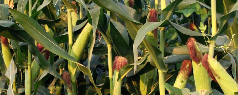 Z9316玉米种子特征特性，出苗至成熟126天