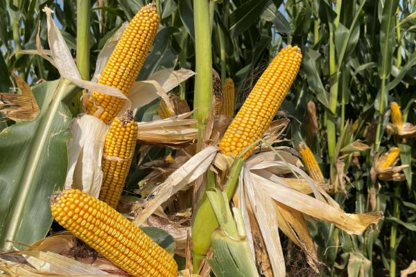 美育198玉米种子特征特性，出苗至成熟119天