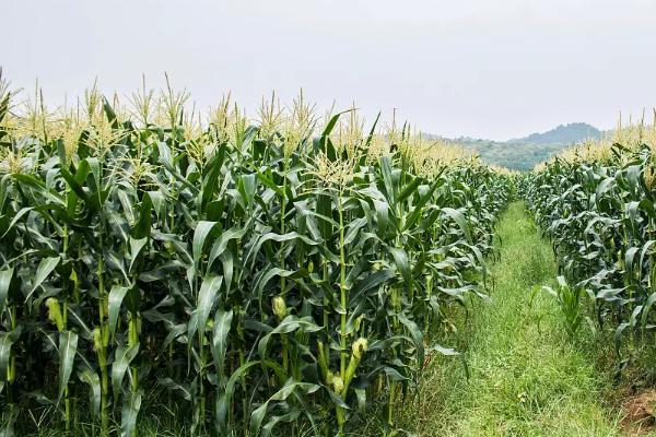 铁科玉3991玉米种子特点，选择中等以上肥力地块