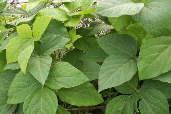 吉农青307大豆种子简介，出苗至成熟平均125天