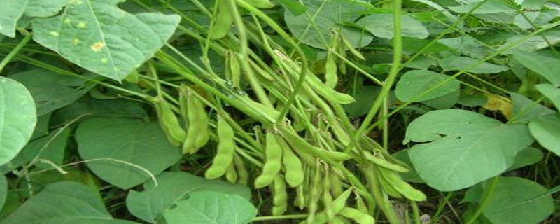 吉农青307大豆种子简介，出苗至成熟平均125天