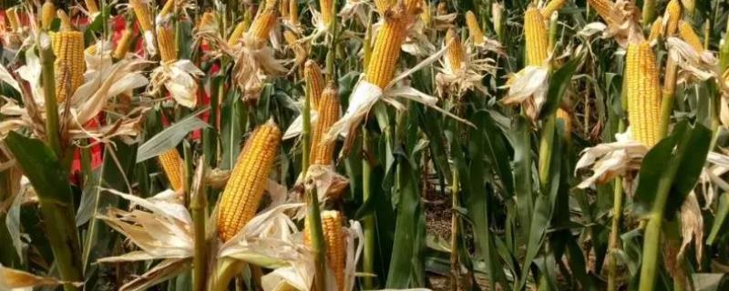 亨达189玉米种子特征特性，中抗大斑病