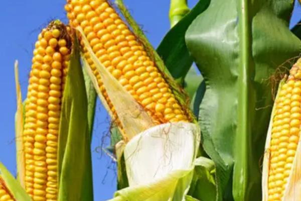 科育2020玉米种子特征特性，中等肥力以上地块栽培