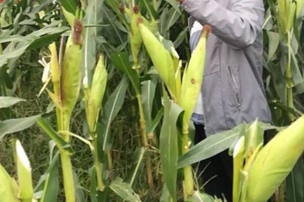 吉单473玉米品种简介，4月下旬至5月上旬播种