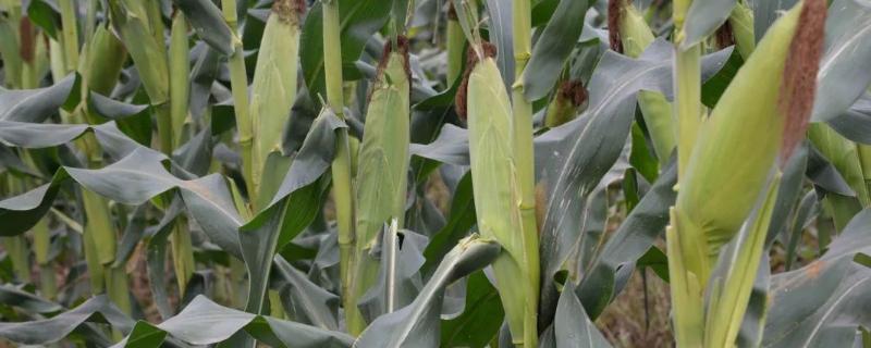 吉单926玉米种子简介，4月下旬至5月上旬播种