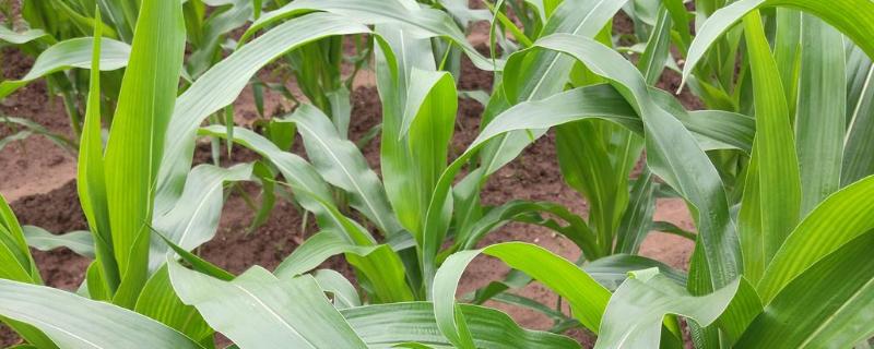 HB9601玉米品种简介，4月下旬至5月上旬播种