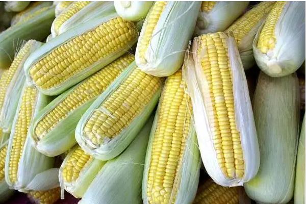 镜泊湖绿单19玉米品种简介，在适应区5月1日左右播种