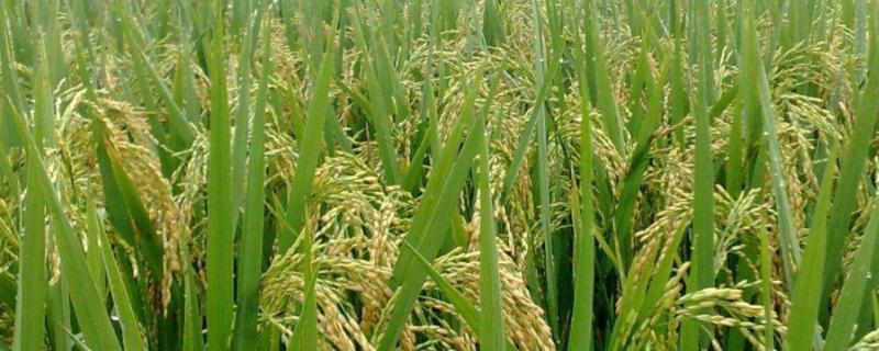 通育8703水稻品种简介，7月上中旬注意防治二化螟