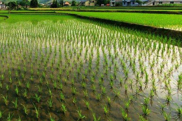 吉大255水稻品种的特性，4月中旬播种