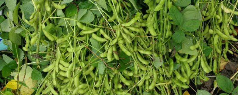 吉育3411大豆种子特点，中抗大豆灰斑病