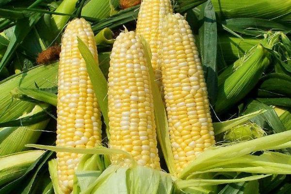 东农284玉米品种的特性，选择中等以上肥力地块