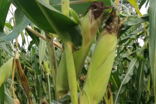 金糯206玉米品种的特性，选择中等以上肥力地块种植