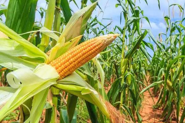 金糯206玉米品种的特性，选择中等以上肥力地块种植