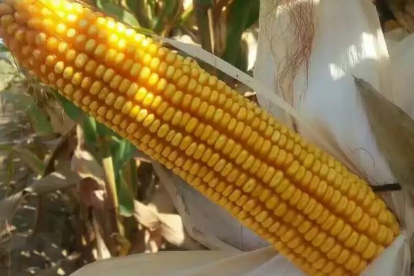 克玉34玉米种子简介，该品种幼苗期第一叶鞘紫色