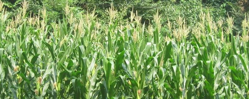 华韵2162玉米种子简介，该品种幼苗期第一叶鞘紫色