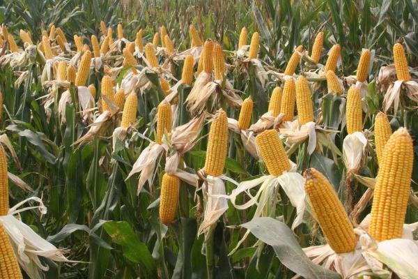 东农292玉米品种简介，种植密度不宜过大