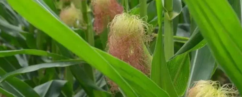 克玉34玉米种子简介，该品种幼苗期第一叶鞘紫色