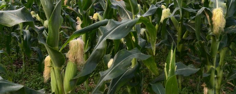 淮玉1902玉米种子简介，防治地下害虫