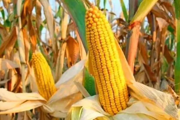 苏57玉米种子特点，防治地下害虫