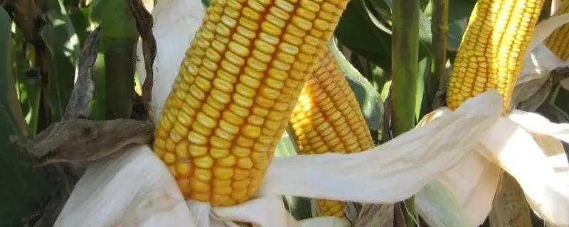 金银308玉米种子特征特性，该品种在上海春播