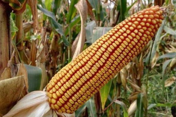 富甜702玉米品种简介，防治地下害虫