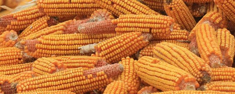 富甜702玉米品种简介，防治地下害虫