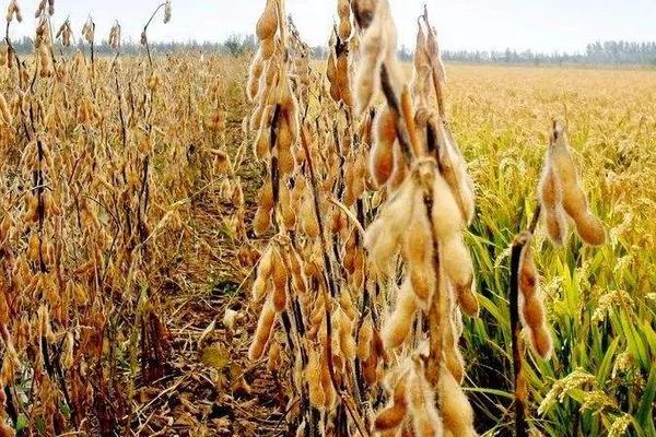 圣育105大豆种子简介，注意炭疽病等病虫害防治