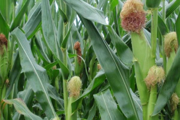 苏57玉米种子特点，防治地下害虫
